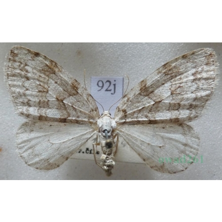 Epirrita autumnata (Borkhausen, 1794) Paśnik jesieniak Czech92j